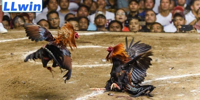 Kèo Đá Gà Là Gì - Bí Quyết Chơi Hiệu Quả Cho Hội Viên LLWIN 3 Những loại kèo đá gà được ưa chuộng nhất hiện nay