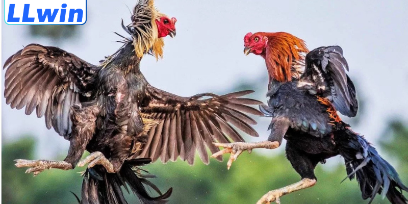 Tỷ lệ Cược Đá Gà Trực Tuyến – Cập Nhật Chuẩn Xác, Dễ Hiểu 3 Yếu tố tác động đến tỷ lệ cược đá gà